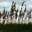 Beach Dune Grass, Outer Banks NC